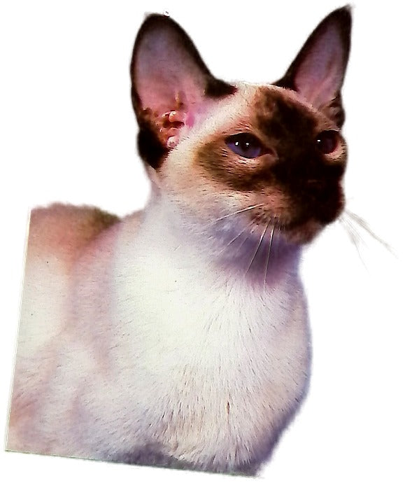 Mi gato siamés