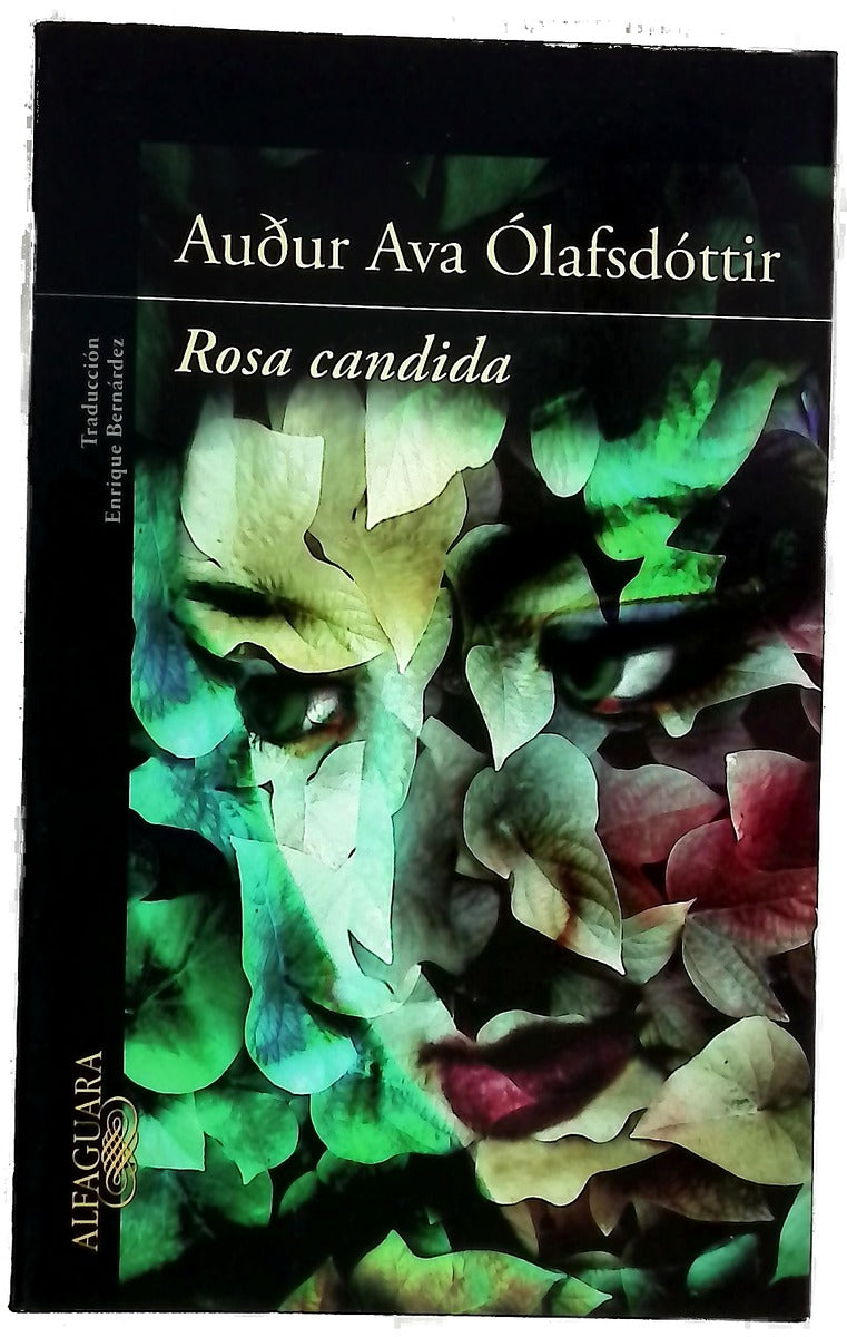 Rosa candida