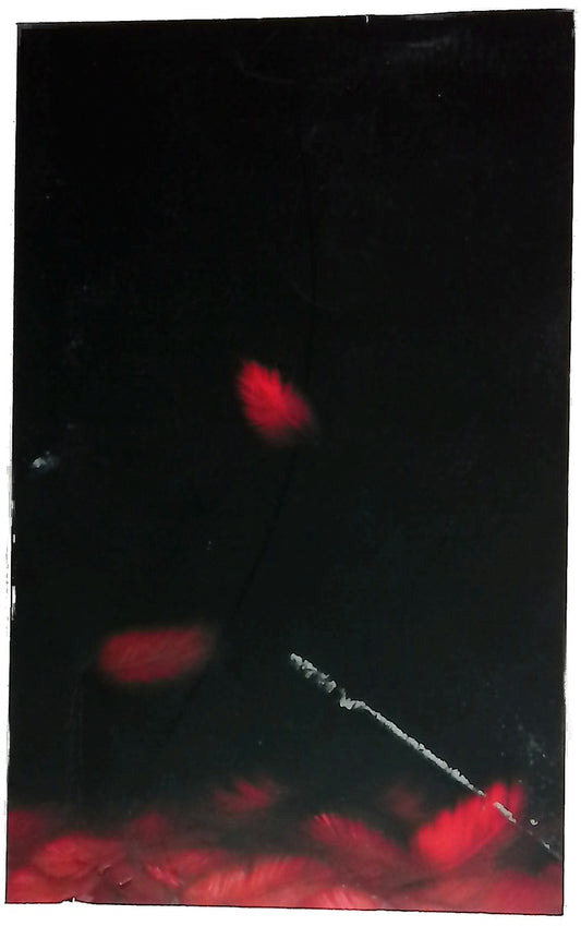 Metamorfosis en el cielo