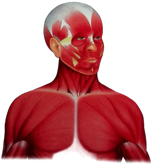 Anatomica, enciclopedia visual del cuerpo humano. Celulas, tejidos y sistemas esqueletico y muscular