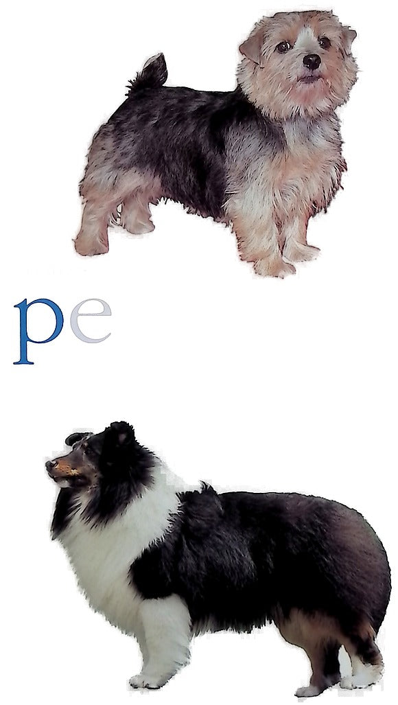 Perros De Compania/ Companion Dogs